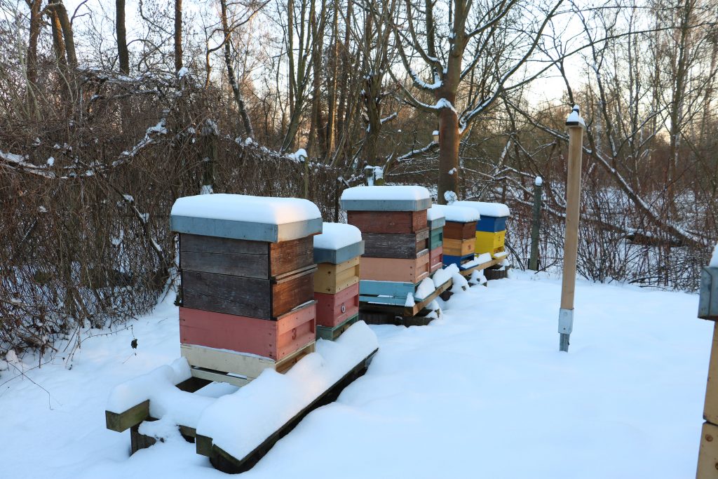 Bienen im Schnee im Februar