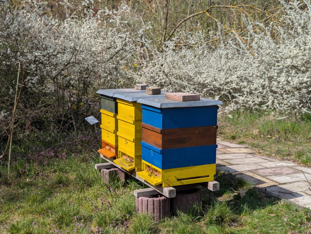 Schlehenblüte in der Gartenarbeitsschule