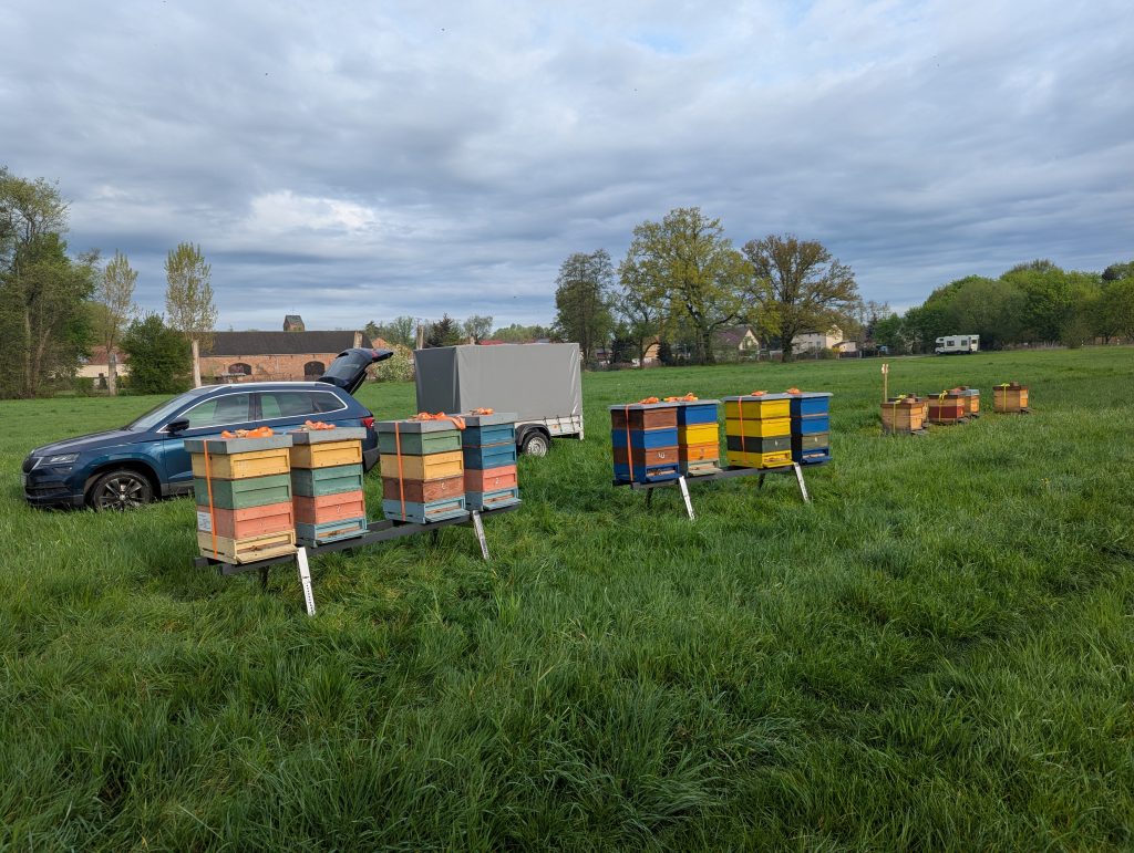 Rapswanderung 2025 nach Schwanebeck