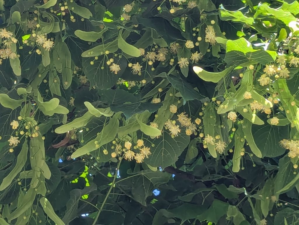 die Sommmerlinde beginnt zu blühen